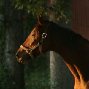 Meet your Posher, M.